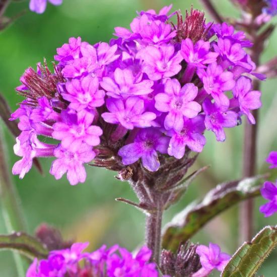 Verbena rigida