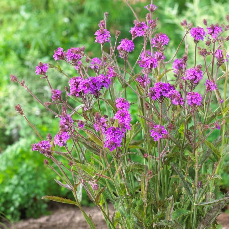 Verbena 'Rigida' | 3L Pot Perennial Bedding