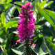 Veronica 'Ronica Fuchsia' | 3L Pot Perennial Bedding