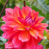 Dahlia 'Firepot' | 3L Pot Perennial Bedding