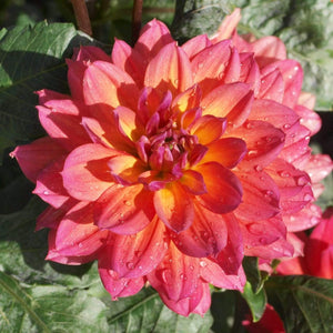 Dahlia 'Firepot' | 3L Pot Perennial Bedding