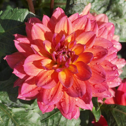 Dahlia 'Firepot' | 3L Pot Perennial Bedding