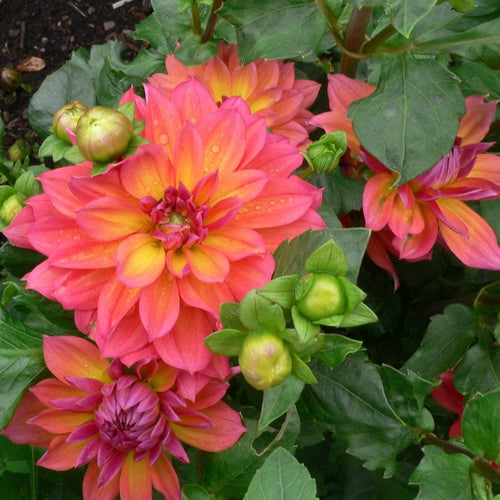 Dahlia 'Firepot' | 3L Pot Perennial Bedding