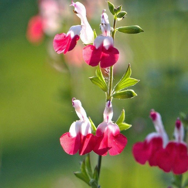 Salvia 'Hot Lips' | 3L Pot Perennial Bedding