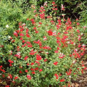 Salvia 'Hot Lips' | 3L Pot Perennial Bedding