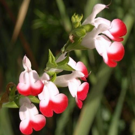 Salvia 'Hot Lips' | 3L Pot Perennial Bedding