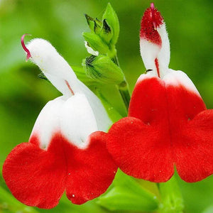 Salvia 'Hot Lips' | 3L Pot Perennial Bedding