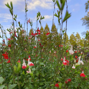 Salvia 'Hot Lips' | 3L Pot Perennial Bedding