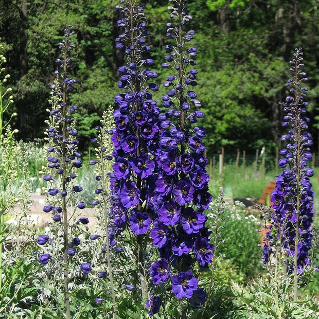 Delphinium 'Dark Blue Black Bee' Perennial Bedding