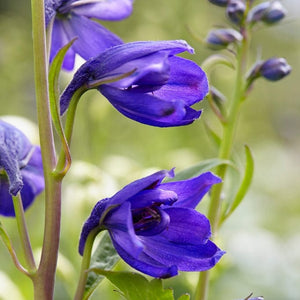 Delphinium 'Dark Blue Black Bee' Perennial Bedding