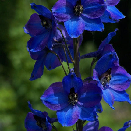 Delphinium 'Dark Blue Black Bee' Perennial Bedding