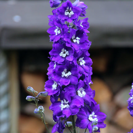 Delphinium 'Dark Blue White Bee' Perennial Bedding