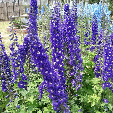 Delphinium 'Dark Blue White Bee' Perennial Bedding