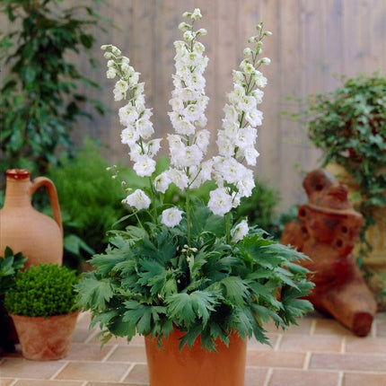 Delphinium 'Pure White' Perennial Bedding