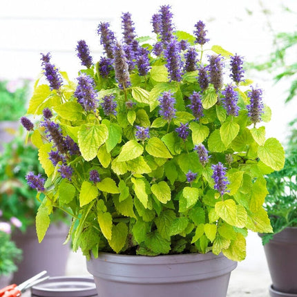 Agastache 'Little Adder' Perennial Bedding