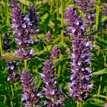 Agastache 'Little Adder' Perennial Bedding