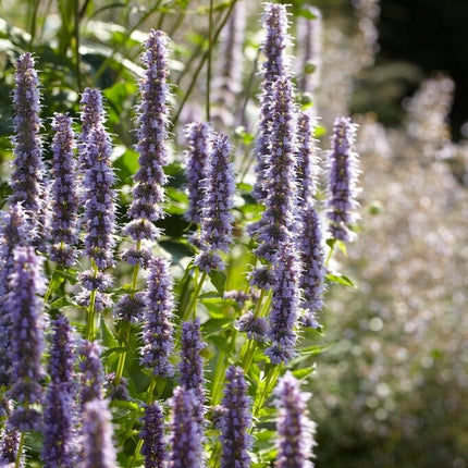 Agastache 'Little Adder' Perennial Bedding