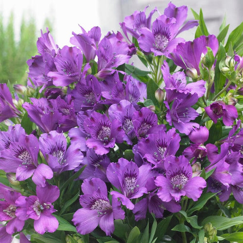 Alstroemeria 'Inticancha Indigo' Perennial Bedding