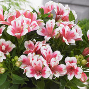 Alstroemeria 'Inticancha Maya' Perennial Bedding