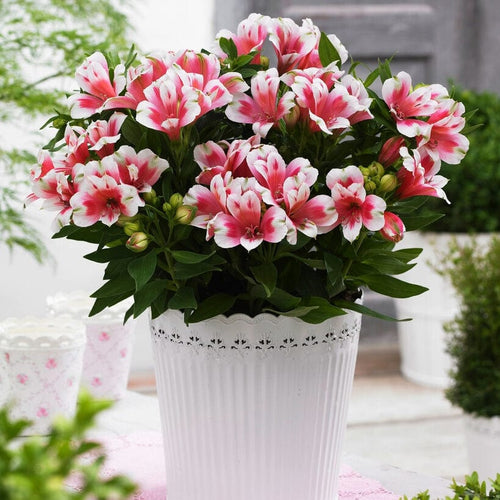Alstroemeria 'Inticancha Maya' Perennial Bedding