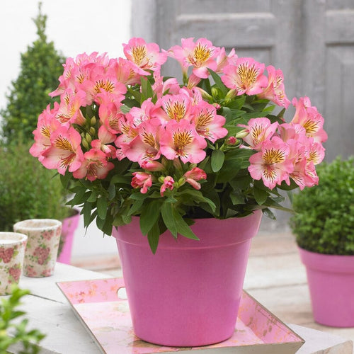 Alstroemeria 'Inticancha Sunshine' Perennial Bedding