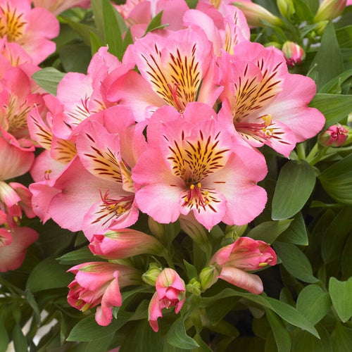 Alstroemeria 'Inticancha Sunshine' Perennial Bedding