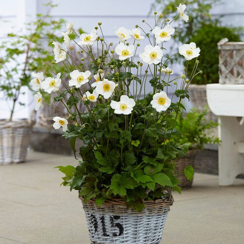 Anemone 'Elfin Swan' Perennial Bedding