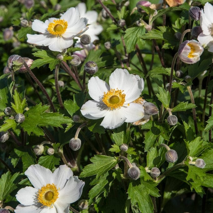 Anemone 'Elfin Swan' Perennial Bedding