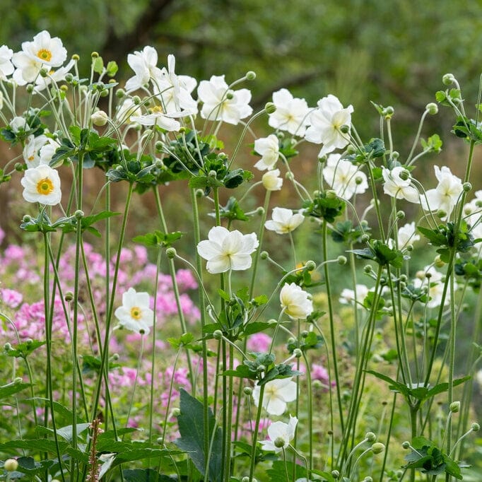 Anemone 'Elfin Swan' Perennial Bedding