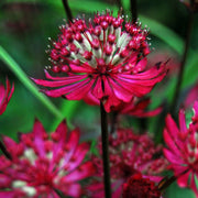 Astrantia 'Star of Love' Perennial Bedding