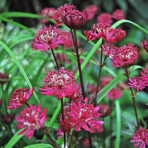 Astrantia 'Star of Love' Perennial Bedding