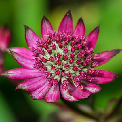 Astrantia 'Star of Love' Perennial Bedding