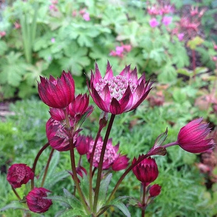 Astrantia 'Star of Love' Perennial Bedding