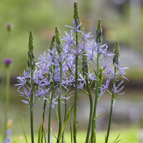 Camassia 'Caerulea' Perennial Bedding