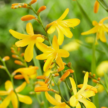 Crocosmia 'George Davison' Perennial Bedding