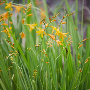 Crocosmia 'George Davison' Perennial Bedding