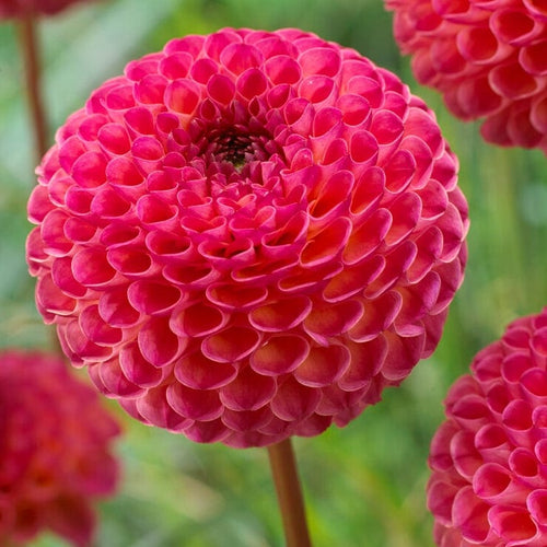Dahlia 'Burlesca' Perennial Bedding