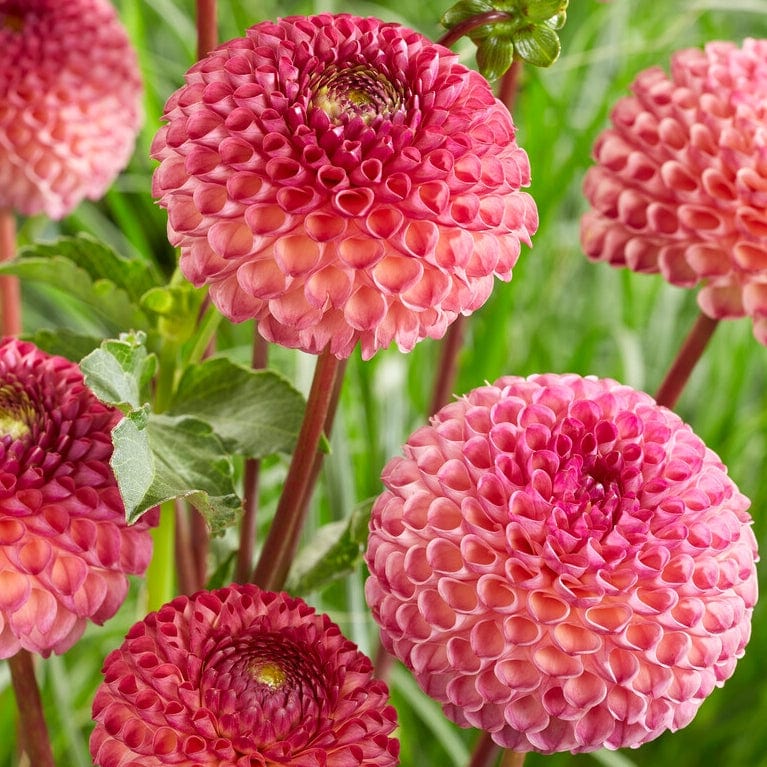 Dahlia 'Burlesca' Perennial Bedding