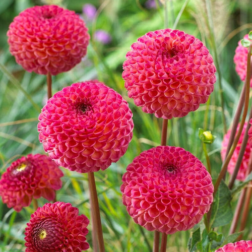 Dahlia 'Burlesca' Perennial Bedding