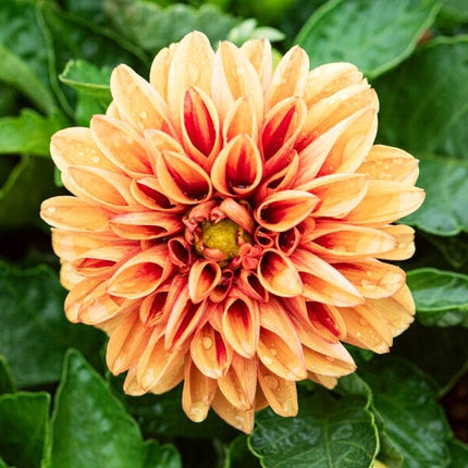 Dahlia 'Dahlietta Surprise Candy' Perennial Bedding