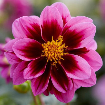 Dahlia 'Dahlietta Surprise Demi' Perennial Bedding