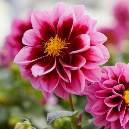 Dahlia 'Dahlietta Surprise Demi' Perennial Bedding