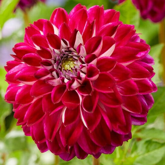 Dahlia 'Embassy' Perennial Bedding