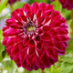 Dahlia 'Embassy' Perennial Bedding