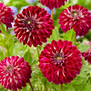 Dahlia 'Embassy' Perennial Bedding