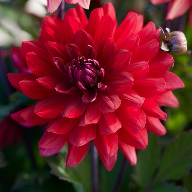 Dahlia 'Karma Amora' Perennial Bedding