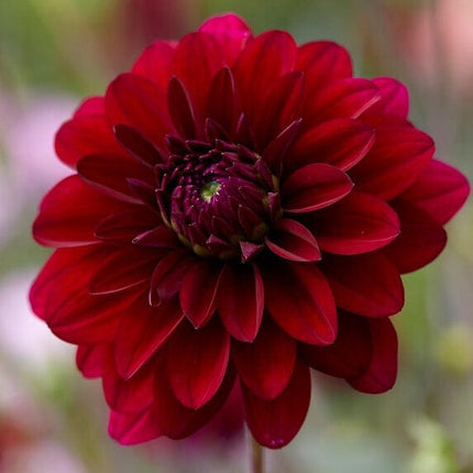 Dahlia 'Karma Naomi' Perennial Bedding