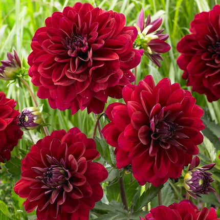 Dahlia 'Karma Naomi' Perennial Bedding