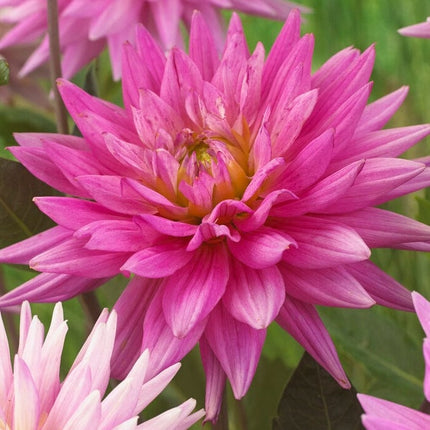 Dahlia 'Karma Pink Corona' Perennial Bedding