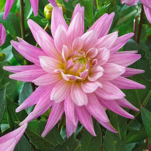 Dahlia 'Karma Pink Corona' Perennial Bedding